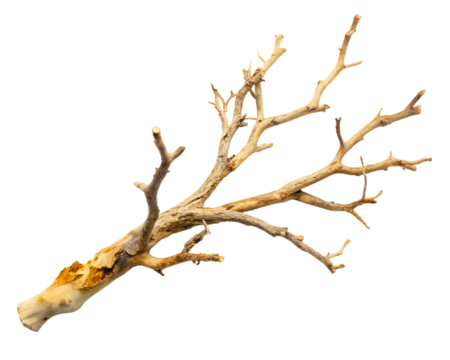 A single, dry, gnarled tree branch with intricate details, isolated on a clean transparent background