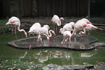 group of flamingos in the zoo
