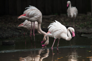 pink flamingo in the water