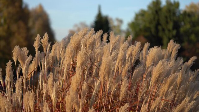 Golden autumn pampas grass in warm sunlight