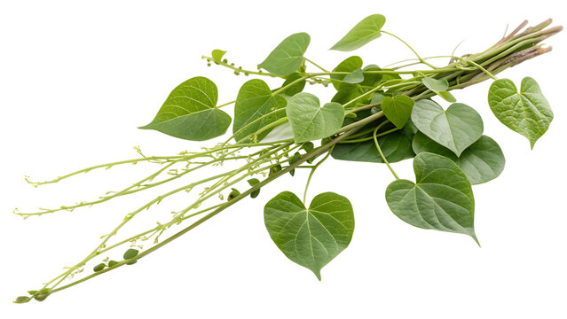 Tinospora cordifolia herb cut out on PNG isolated on white background. AI GENERATED.
