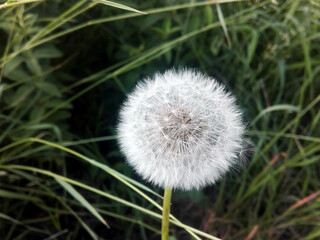 A fluffy, white dandelion seed head in a field of tall grass