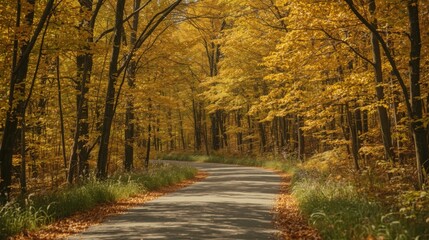 Obraz premium A winding road through a forest in autumn with golden leaves covering the trees and ground on a sunny day