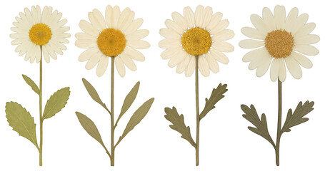 Fototapeta premium PNG Four pressed daisy flowers aligned, element set on transparent background