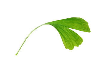 One ginkgo biloba leaf isolated on white