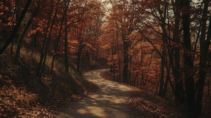 Fototapeta premium A winding path through an autumn forest with orange leaves and tall trees casting shadows on the road