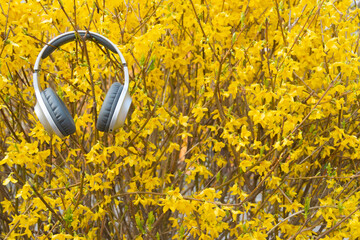 Close-up of modern silver and gray wireless headphones hanging on a blooming bright yellow Forsythia bush