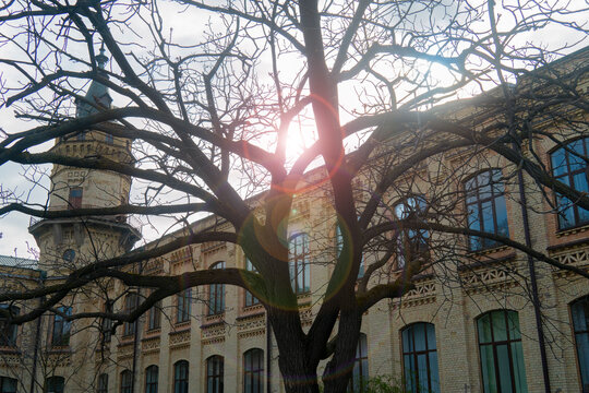 Sunlight flares through the intricate, bare branches of an old tree, obscuring a historic yellow-brick university or factory building with a prominent corner tower - Powered by Adobe