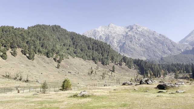 Aru valley in pahalgam video. 