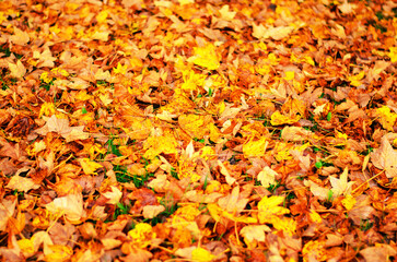 Bright autumn carpet of fallen maple leaves covering green grass