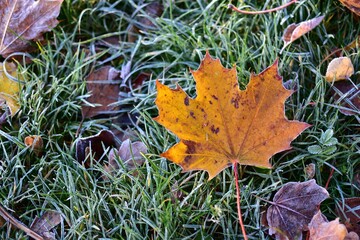 Close-up of frosted maple leaves lying on cold morning grass, showing autumn to winter seasonal transition and natural texture.