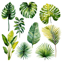 Detailed watercolor leaves showcase a variety of tropical plants and foliage in bright green shades isolated on transparent background