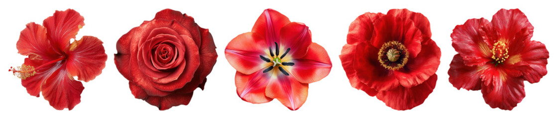 PNG Vibrant red floral arrangement, element set on transparent background