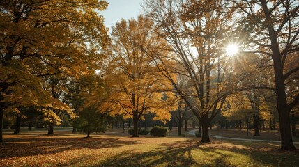 Sunlight shining through the trees in a park with autumn foliage and fallen leaves on the ground