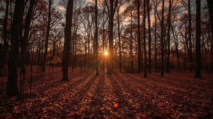 Fototapeta premium Sunset shining through bare trees in autumn forest with fallen leaves covering the ground beautifully
