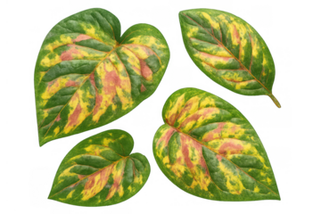 Variegated tropical leaves showing green, yellow, and red patterns. Isolated colorful foliage on transparent background