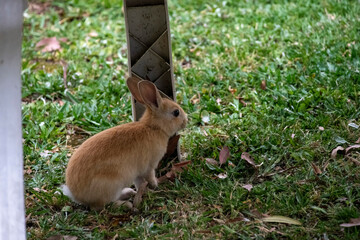 European Rabbit (Oryctolagus cuniculus)