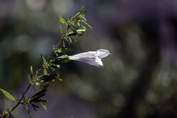 Blossom of Mexican oregano, Poliomintha longiflora