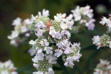Inflorescence of common mountain-mint, Pycnanthemum virginianum