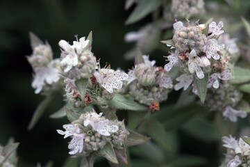 Inflorescence of common mountain-mint, Pycnanthemum virginianum