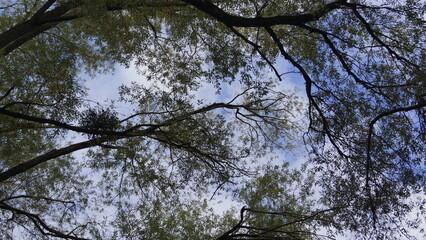 A view from below of tree crowns against the sky