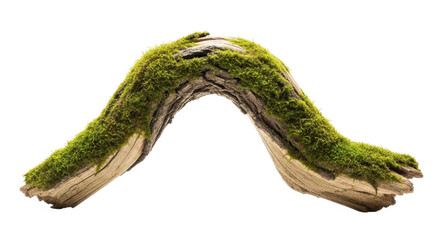 Mossy branch isolated on white background, old tree branch covered with moss