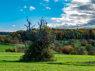 Obraz premium Herbstwald