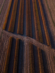 Harvester working in corn fields near Gallur, in the Ribera Alta del Ebro region. Aerial view from a drone. Zaragoza, Aragon, Spain, Europe.