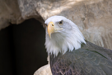 American Bald Eagle (Haliaeetus leucocephalus): National Bird of the USA