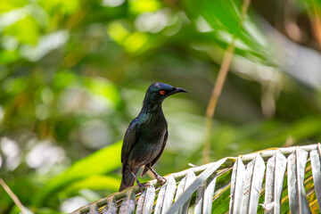 Asian Glossy Starling (Aplonis panayensis) with iridescent plumage, Southeast Asia