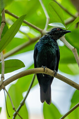 Asian Glossy Starling (Aplonis panayensis) with iridescent plumage, Southeast Asia