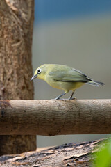 Yellow White-eye (Zosterops luteus) in Northern Australia