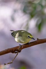 Yellow White-eye (Zosterops luteus) in Northern Australia