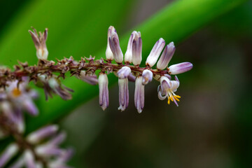 Slender Palm Lily (Cordyline stricta)