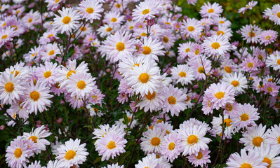 white and pink chrysanthemums among green leaves