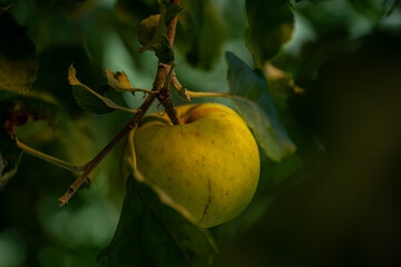 Gelber Apfel