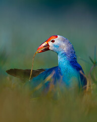 A vibrant Purple Swamphen feeding in the wetlands of Keoladeo National Park, Bharatpur. Its striking blue plumage and red facial shield stand out beautifully against the soft, blurred background.