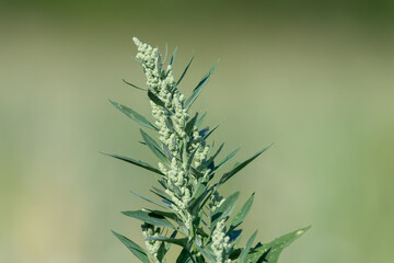 Close up of a fat hen (chenopodium album) plant