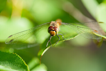A yellow-orange dragonfly (Sympetrum species) is perched on a jagged green oak leaf in a sunlit field, captured in a sharp macro profile shot against a blurred brown background
