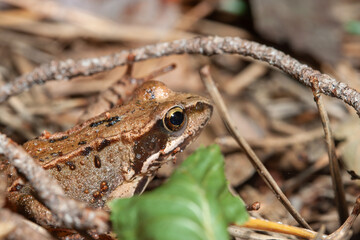 A small brown frog (Rana/Lithobates sylvaticus) is on dried leaves and forest ground in an extreme macro