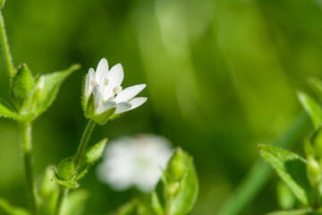 A single white Stellaria flower (Starwort) is sharply detailed in macro, centered against a vivid green blurred background on a sunny summer day