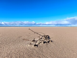 Dry branch on rippled sand under clear blue sky, symbol of endurance, silence, and the fragile balance between life and desolation.
