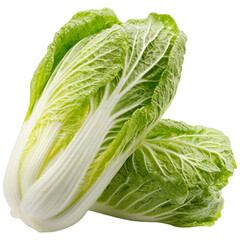 Fresh chinese cabbage napa cabbage whole leaf isolated studio shot healthy ingredient