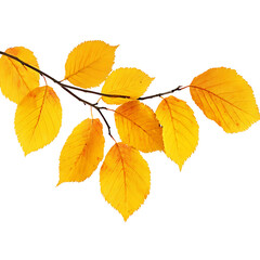 Beautiful aspen twig with autumn-colored leaves on transparent background, perfect for fall season themes and harvest festival decoration
