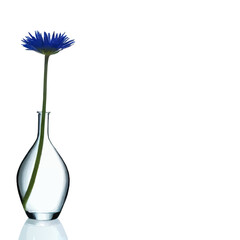 corn flower in a vase minimalist decorative ornament vector with white area for insertion
