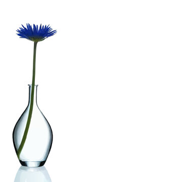 corn flower in a vase minimalist decorative ornament vector with white area for insertion