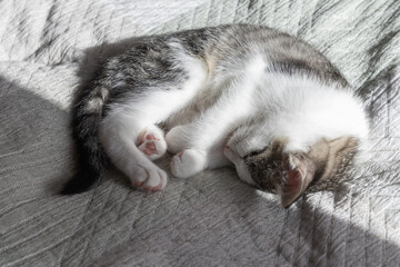 Playful kitten curled up sleeping peacefully on soft textured blanket. copy space