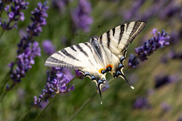 Scarce Swallowtail butterfly on lavender in the garden