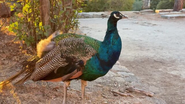 Peacocks strutting around at Filerimos Monastery during a sunny afternoon in Rhodes Greece