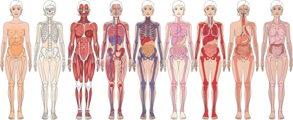 Vector art of human anatomy showing different body systems for medical and educational purposes © jannat Stock